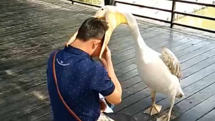 Makan orang! Pelikan pengen masukin apa aja ke mulutnya