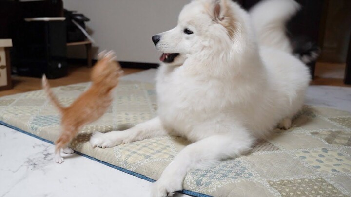 Mèo con sữa săn bắt chó lớn!