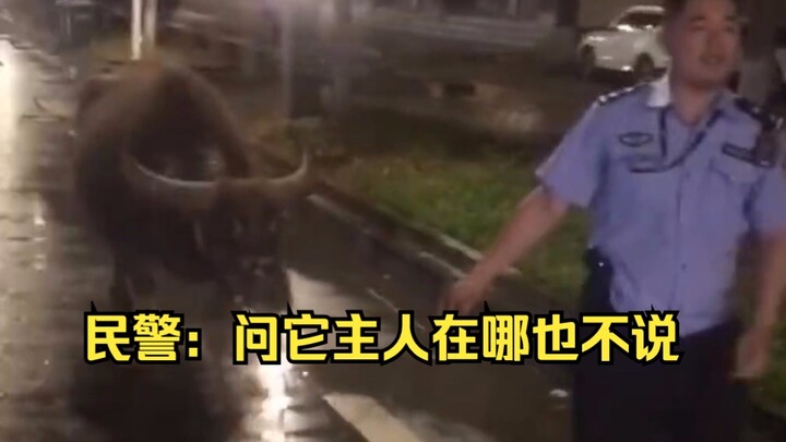 Pola Hidup Polisi yang Tak Terbayangkan: Tengah Malam Membawa Sapi yang Hilang untuk Mencari Pemilik