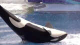 Do You Know How Much Orcinus Orca Likes Us?