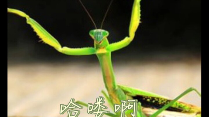 Kpop only mantis