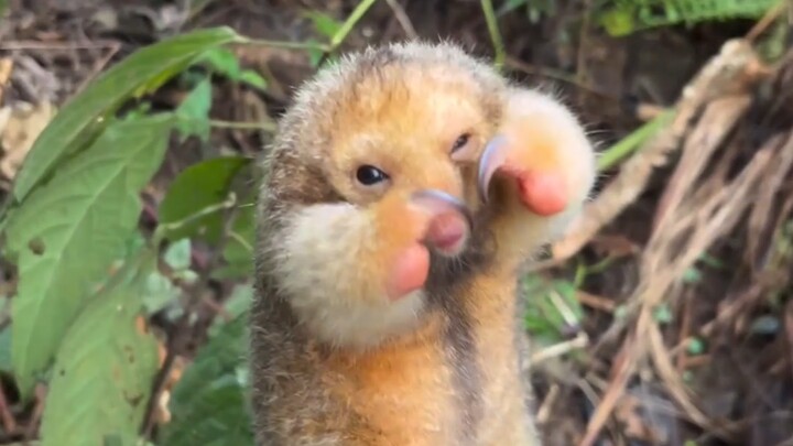 The pygmy anteater used mantis fist on you.