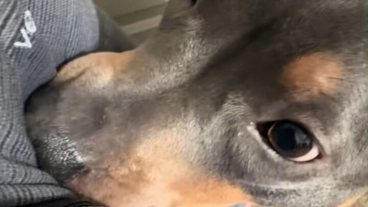 Wahai manusia kecil yang keluar rumah, silakan menerima pemeriksaan penciuman dari si anjing!