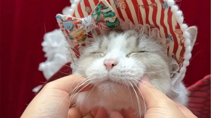 [Lost Street] Cat Christmas Outfit