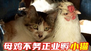 แม่ไก่ไม่ได้ทำหน้าที่ของมัน มันแค่วางไข่ในเล้าไก่และฟักลูกแมวทุกวัน