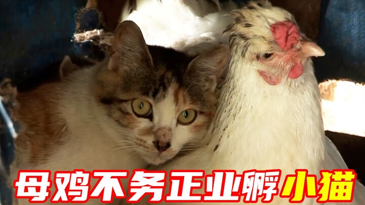 Ayam betina itu tidak melakukan pekerjaannya, ia hanya bertelur di kandang ayam dan menetaskan anak 