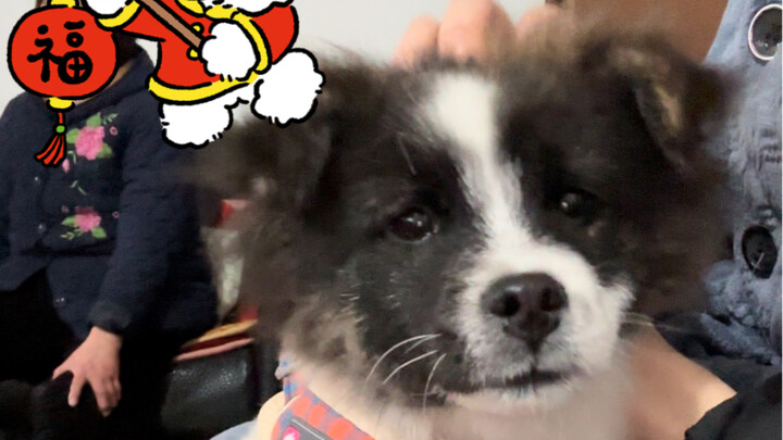 Yep, that’s right—I picked up a stray dog.