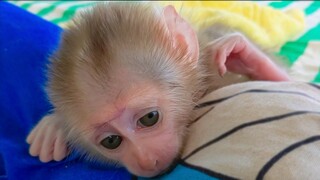 Napping Time!! Tiny Luca So Smart Keep Silence & Good Manners When Mom Taking Video Before Bed