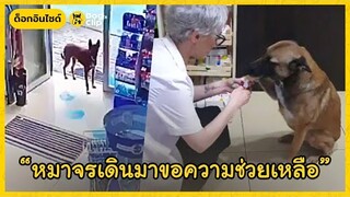 น้องหมาจรจัดบาดเจ็บเดินมาขอความช่วยเหลือกับเภสัชกรหญิง | Dog's Clip