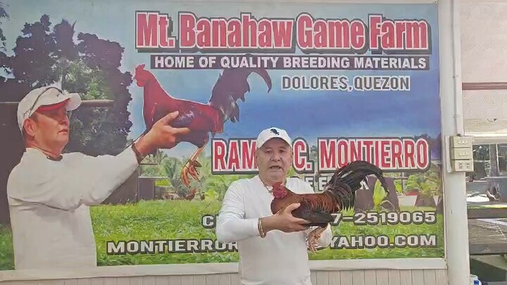 #thank you MT, Banahaw Gamefarm sa napaka solid na material Perfection Roundhead