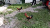 cock vs bullstag papawis