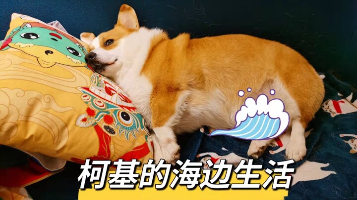 Liburan ke pantai bersama anjing, suka nggak nih sama kehidupan yang “membosankan” kayak gini?