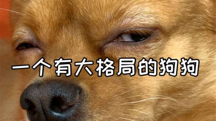 How big is a dog's perspective?