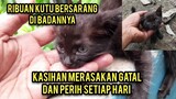 Allahu Akbar Anak Kucing Sedih Karena Di Serang Ribuan Kutu Minta Tolong Untuk Di Obati..!