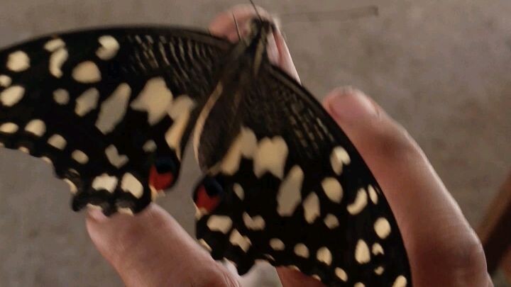 beautiful butterfly free