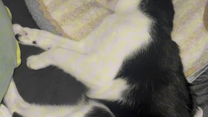 我家奶牛猫醒着的时候没精神是因为它睡着了才运动
