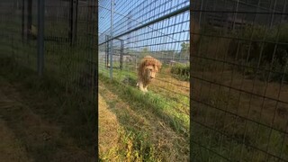 Big Cat Best Friends #lifeisgooddance  #rescuecat #wildcatsanctuary #wildcat #lion #shorts