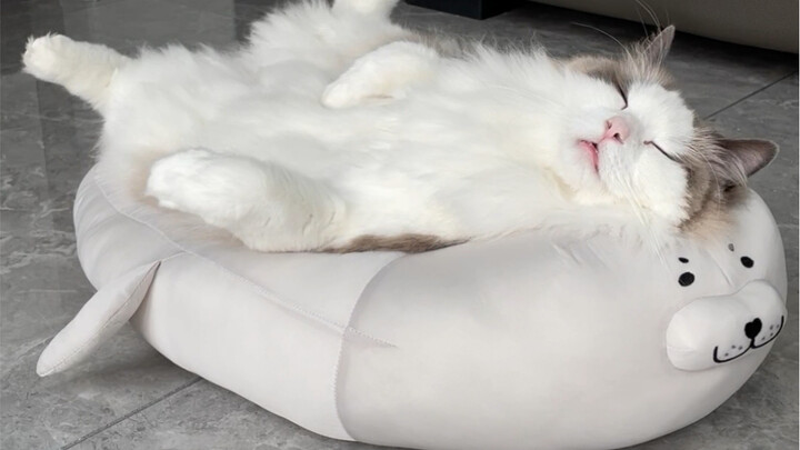 น้องแมวที่ต้องพิงหมอนถึงจะหลับได้ น่ารักเกินไปแล้ว!