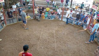 2wins cockfights tilapas march7