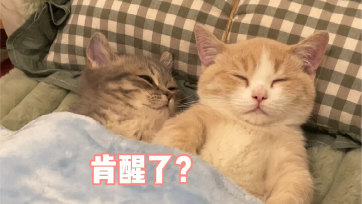 Boys Are Naturally Passive: They Fall Asleep Instantly After a Fight