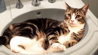 Funny CATS can make you CRY OUT OF LAUGHTER   Funny Pets Reaction