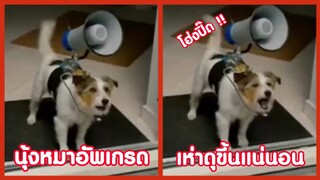 นุ้งหมาเวอร์ชั่นอัพเกรด เห่าดุแน่นอน !! ( รวมฮาพากย์ไทย )