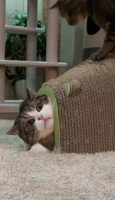 Ten minutes ago, the cat stole its favorite little house… and now…