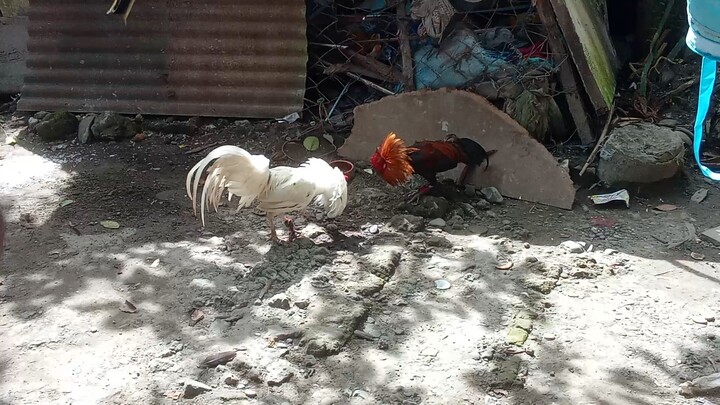 talo muna manok ng pinsan ko