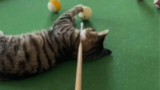 "There's a reason why kittens hate bipeds!"