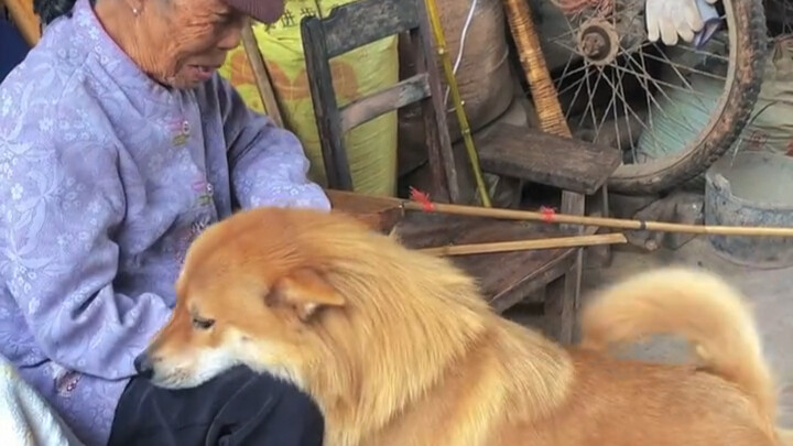 Chú cáo lớn Wangwang rất quấn bà, hay nũng nịu với bà