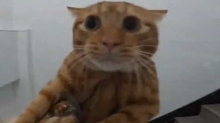 Cowardly Orange