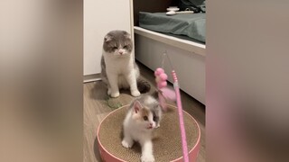 Đứa chơi đứa rình cutecat kitten mèo DonTetHopGu fypシ