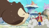 Luffy and Zoro's indissoluble bond with animals!