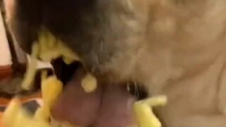 Anjing: Ini lebih lengket dari kotoran.