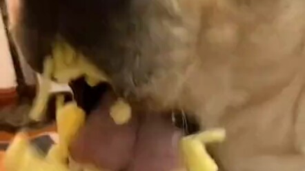 Dog: This is stickier than shit.