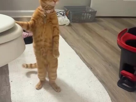 Seberapa khawatir kucingmu saat kamu mandi?