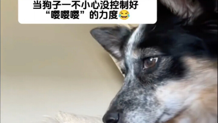 狗狗撒娇没控制好力度