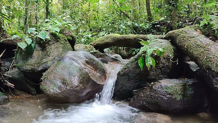 Bagus Banget Aliran Sungai Di Tengah Hutan Ini| The Best