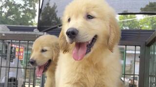 Immersively taking you around the dog market and helping a fan pick out an Alaskan Malamute along th