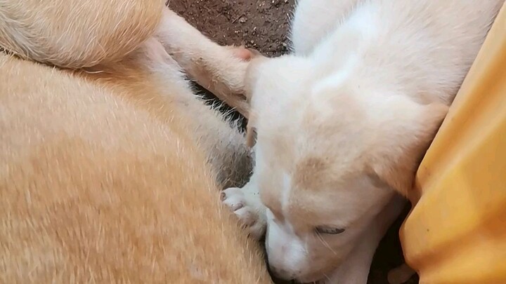 My dog