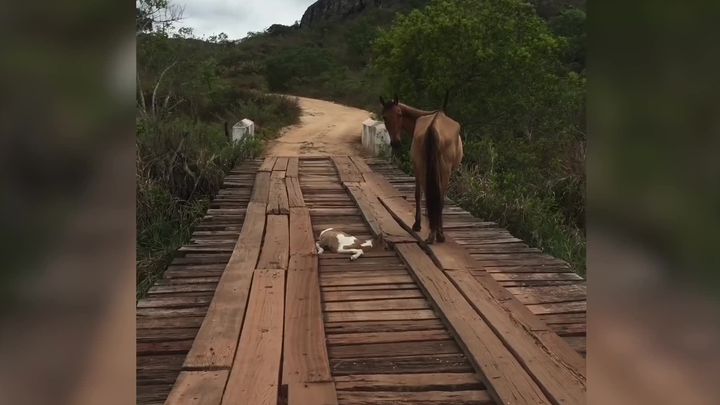 Flustered Momma Horse and the Chivalrous Humans