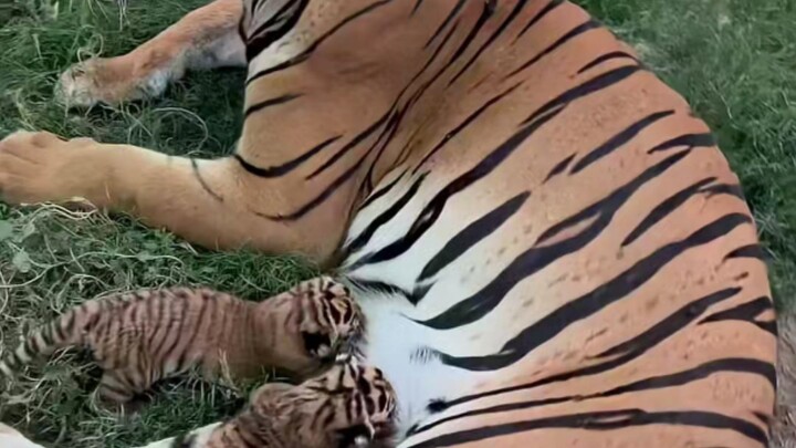Cute Little Haki Tiger