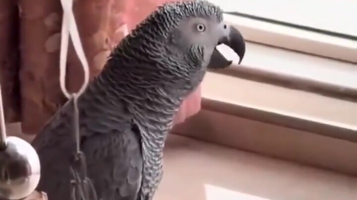 นกแก้วกลายเป็นปีศาจแล้ว!