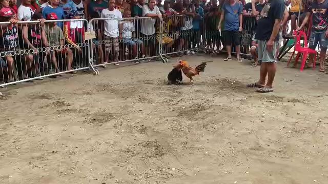 CLY 85 GOLD BEAST 1x winner