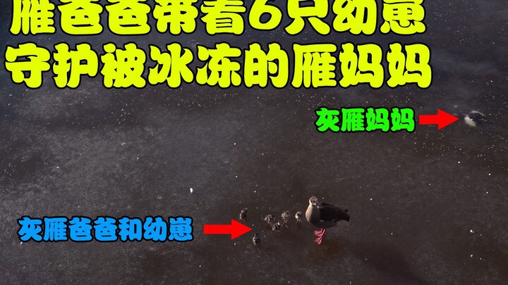The mother goose is frozen solid on the lake surface, while the father goose keeps watch with their 