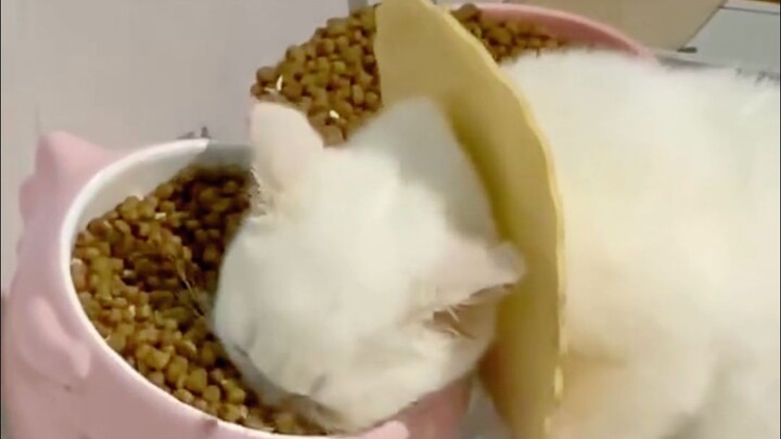 “Khoảnh khắc mèo ăn uống bá đạo!”