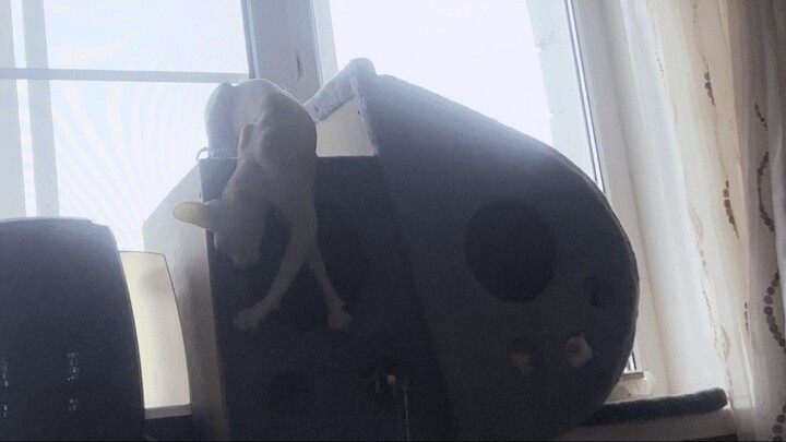 Sphinx enjoys his life #cat#cute#russia