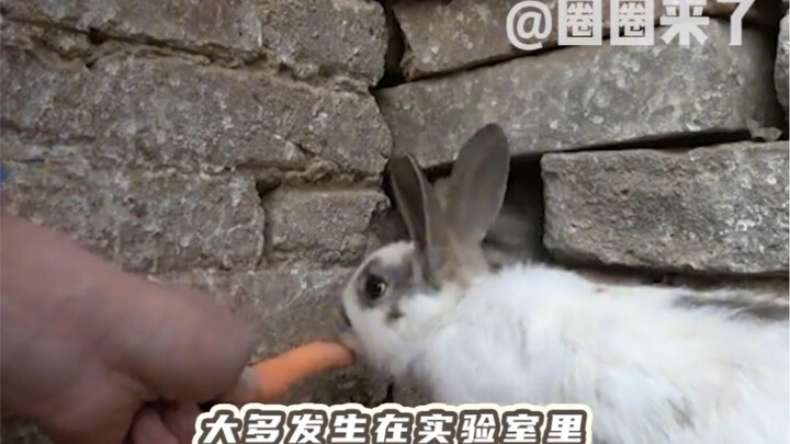 Seberapa kuat kemampuan kelinci menahan rasa sakit? Ini adalah puncak dalam dunia biologi.