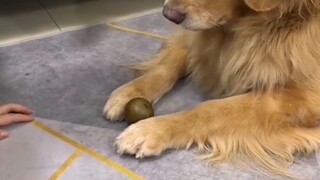 Con chó trở thành *! Những điều hài hước thông minh hàng ngày