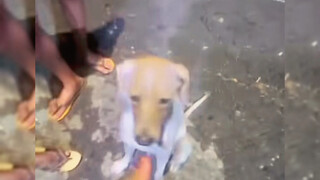 Dog: Ok, I'll give you some face.